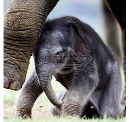 Grußkarte "Elefantenbaby" - GEO 